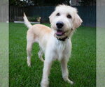 Small Photo #4 Labrador Retriever-Unknown Mix Puppy For Sale in Canton, CT, USA
