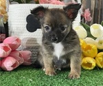 Small #4 Chihuahua