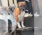 Small #5 Beagle-Mountain Cur Mix