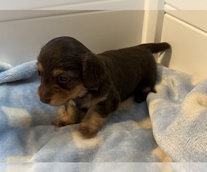 Dachshund Puppy for sale in CHARLOTTESVILLE, VA, USA