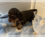 Image preview for Ad Listing. Nickname: Chocolate Chip