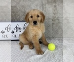 Small #1 Golden Retriever