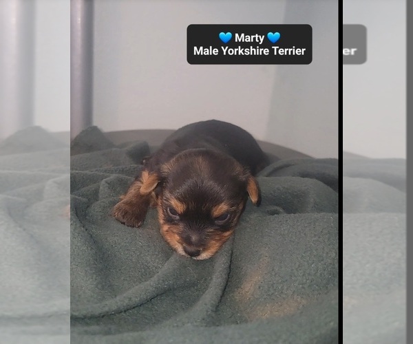 Medium Photo #3 Yorkshire Terrier Puppy For Sale in TUCSON, AZ, USA