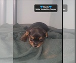 Small #2 Yorkshire Terrier
