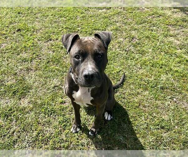 Medium Photo #2 American Pit Bull Terrier Puppy For Sale in Ocala, FL, USA