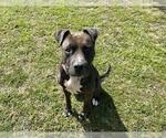 Small #1 American Pit Bull Terrier