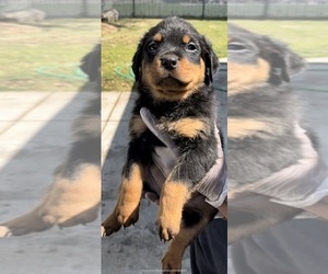 Rottweiler Puppy for sale in STOCKTON, CA, USA