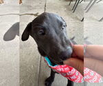 Small #14 Labrador Retriever Mix