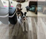 Small Photo #3 Border Collie-Unknown Mix Puppy For Sale in Oakhurst, NJ, USA