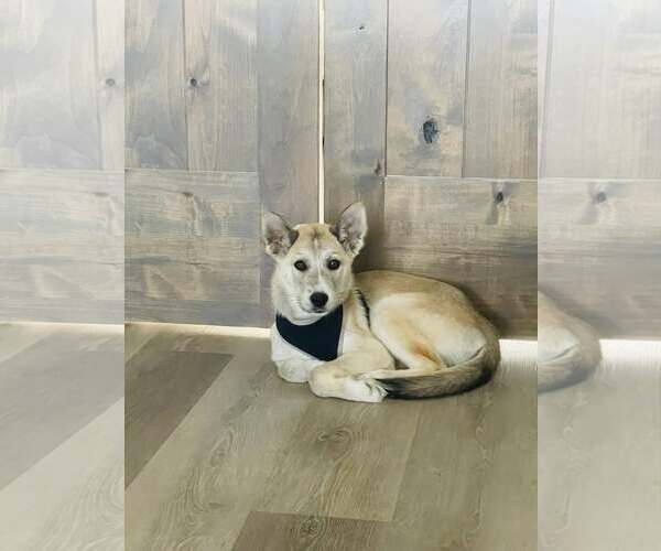 Medium Photo #2 Siberian Husky-Unknown Mix Puppy For Sale in Carrollton, TX, USA