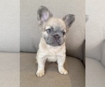 Puppy Cinderella French Bulldog