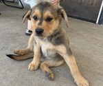 Puppy Violet German Shepherd Dog-Goldendoodle Mix