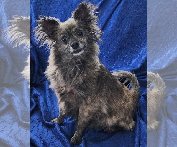 Medium Photo #5 Chiranian Puppy For Sale in Cuba, NY, USA