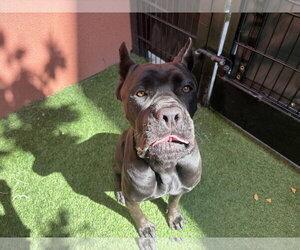 Maka - Female Mutt Dog for Adoption - Photo #2