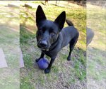 Small #11 German Shepherd Dog-Huskies  Mix