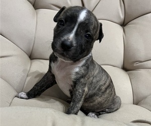 American Pit Bull Terrier-Catahoula Leopard Dog Mix Puppy for sale in LIVERPOOL, NY, USA