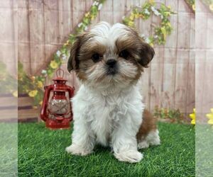 Shih Tzu Puppy for sale in ARTHUR, IL, USA