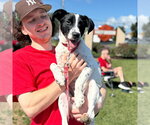 Small #19 Labrador Retriever Mix