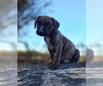 Small #10 Catahoula Leopard Dog