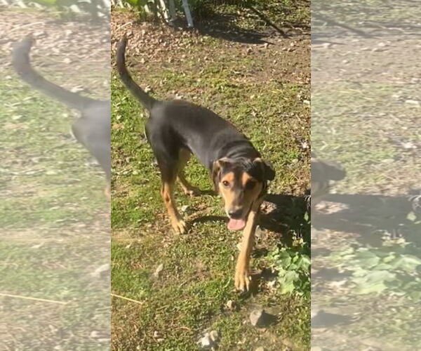 Medium Photo #3 Mutt Puppy For Sale in Holly Springs, NC, USA