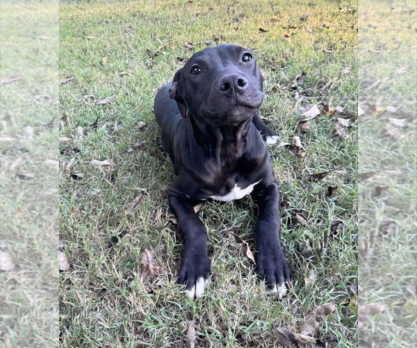 Medium Photo #1 American Pit Bull Terrier-Labrador Retriever Mix Puppy For Sale in Holly Springs, NC, USA
