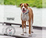 Small #9 American Bulldog