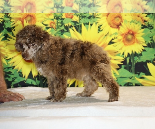 Medium Photo #35 Poodle (Toy) Puppy For Sale in DYERSBURG, TN, USA