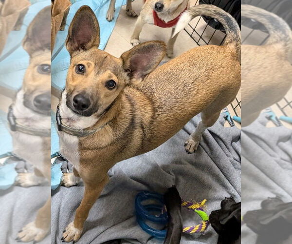 Medium Photo #2 Chihuahua-Unknown Mix Puppy For Sale in San Bernardino, CA, USA