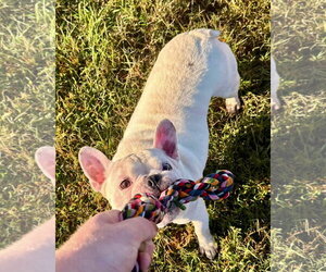 Oliver - Needs Foster - Male French Bulldog Dog for Adoption - Photo #7