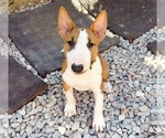 Small Miniature Bull Terrier