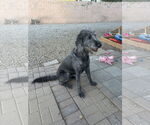 Small #2 Labrador Retriever
