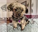 Small Mutt