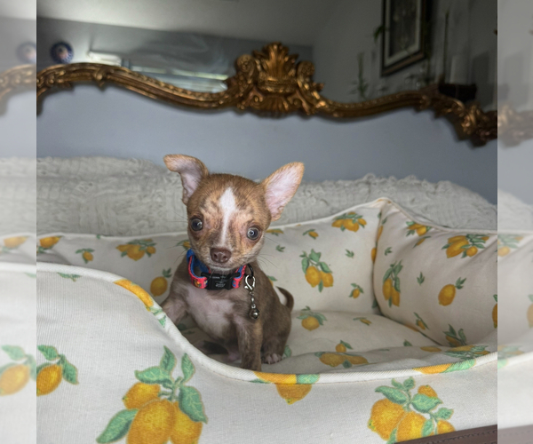 Medium Photo #9 Chihuahua Puppy For Sale in CHARLOTTE, NC, USA