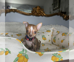 Small #8 Chihuahua