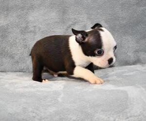 Boston Terrier Puppy for sale in HOMINY, OK, USA