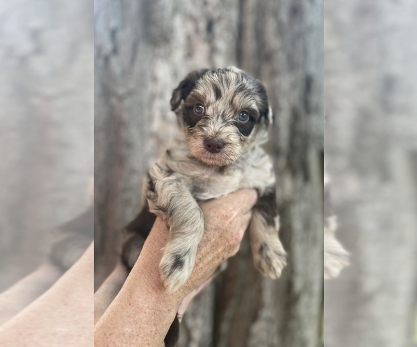 Medium Photo #1 Aussiedoodle Puppy For Sale in EATON RAPIDS, MI, USA