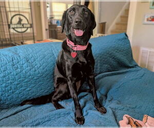 Labrador Retriever Dogs for adoption in Clovis, CA, USA