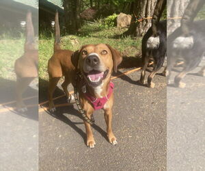 Mutt Dogs for adoption in Candler, NC, USA