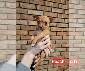 Jack Chi Dogs for adoption in Aurora, IN, USA