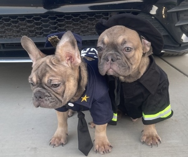 Medium Photo #10 French Bulldog Puppy For Sale in TUCSON, AZ, USA