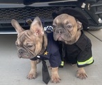 Small #9 French Bulldog