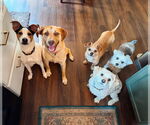 Small #6 American Pit Bull Terrier-Labrador Retriever Mix