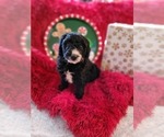 Small Photo #3 Goldendoodle-Miniature Bernedoodle Mix Puppy For Sale in LAKE CITY, FL, USA