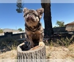 Small #28 French Bulldog