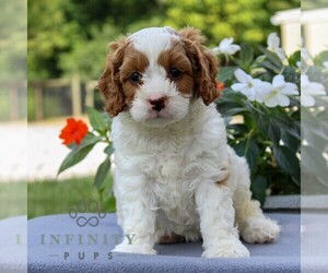 Cavapoo Puppy for sale in EAST EARL, PA, USA