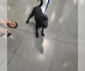 Mutt Dogs for adoption in San Martin, CA, USA