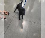 BENJI - Male Mutt Dog for Adoption - Small photo