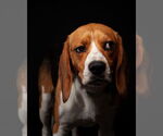 Small #3 Beagle