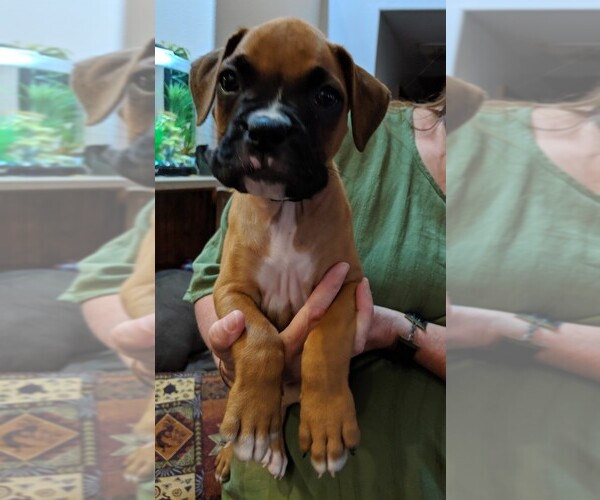 Medium Photo #6 Boxer Puppy For Sale in BLUM, TX, USA