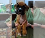 Small Photo #6 Boxer Puppy For Sale in BLUM, TX, USA